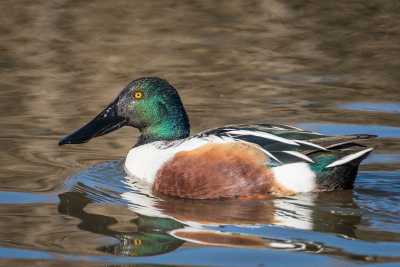 beak, body, northern, duck, animal, body of water, shoveler, Shoveler  duck, lake, brown, mallard Duck, nature, wildlife, Anas clypeata, feather, bird