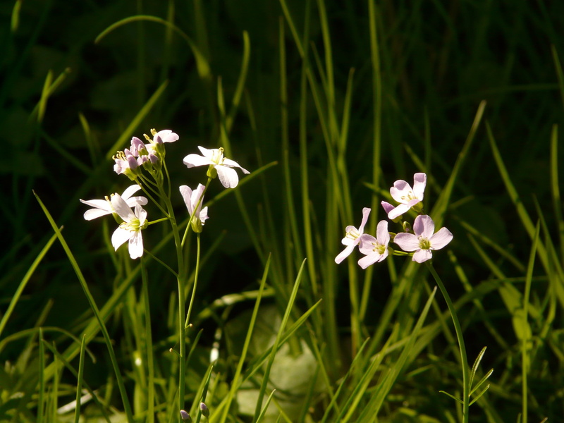 springtime, no people, card amines pratensis, plant, pointed flower, land, petal, flower, cardamine, summer, green Color, close-up, grass, flowering plant