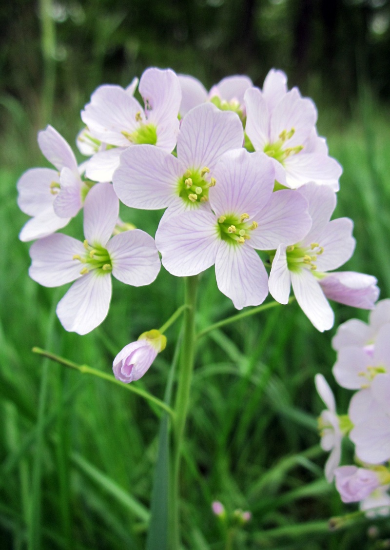 petal, field, vulnerability, smock, no people, beauty in nature, bloom, cuckoo, white, botany, plant, wild, white color, pratensis, flora, purple, outdoors