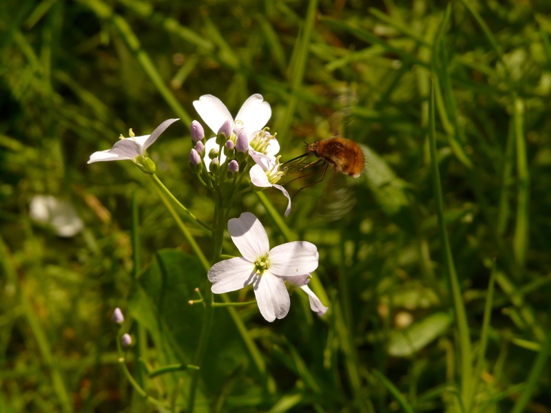 bombyliidae, bombylius major, white color, day, beauty in nature, great wollschweber, pollination, flower, hummel, hummelfliege, plant, fragility, pointed flower