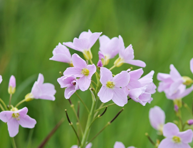 gentle violet, inflorescence, spring, cardamine, 2K, purple, grassland plants, botany, wild flowers, violet, fragility, light purple, selective focus