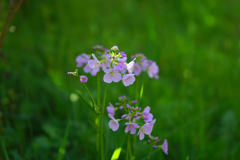 green color, nature, flowering plant, focus on foreground, focus, light purple, flower head, tender, cruciferous plant, fragility, close-up, selective focus