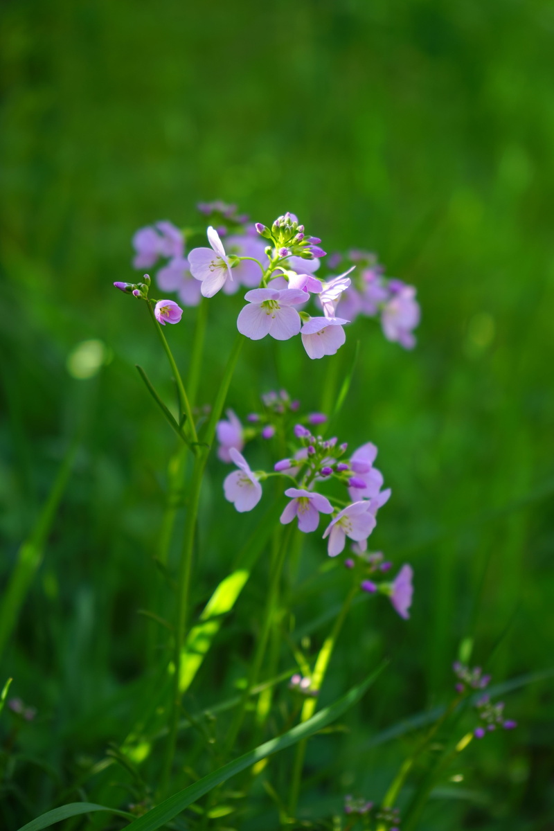 card amines, vulnerability, purple, botany, card amines pratensis, brassicaceae, tender, cardamine, pink, plant, no people, selective focus, cuckoo flower