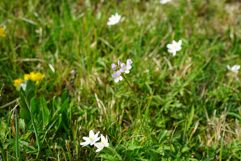 urinary seeds, ziegerle, störkeblöme, chessali, wet meadow, marie flower, small, pink, growth, fragility, day, prairie herb, nature, card amines pratensis