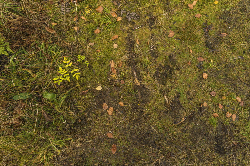 field, colorful, land, day, pattern, no people, full frame, ground, plant part, growth, outdoors, green color, green, nature, flowering plant, forest, discolored