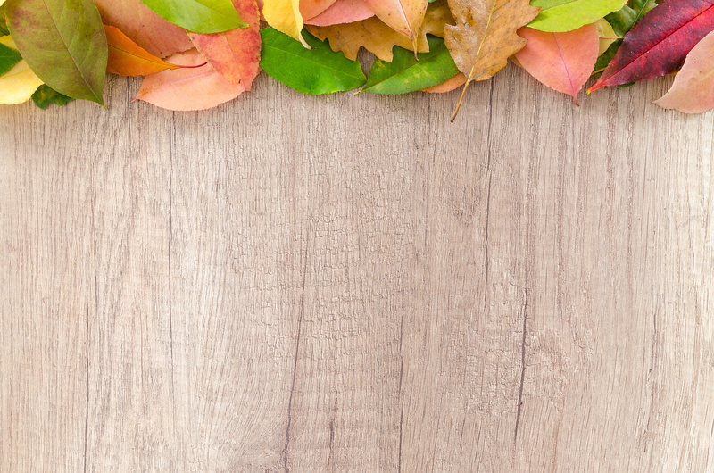 blank, still life, directly above, flower head, 4K, bright, texture, beauty in nature, leaf, plank, copy space, empty, foliage, leaves, fall, plant part
