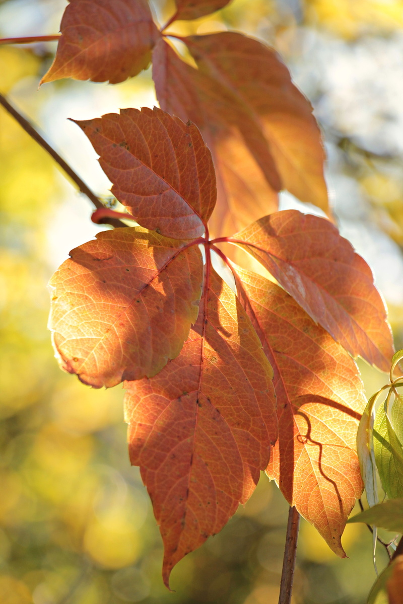 yellow, beauty in nature, leaf coloring, change, fall color, sunlight, shot, day, branches, coloring, focus on foreground, maple leaf, micro, bright, autumn