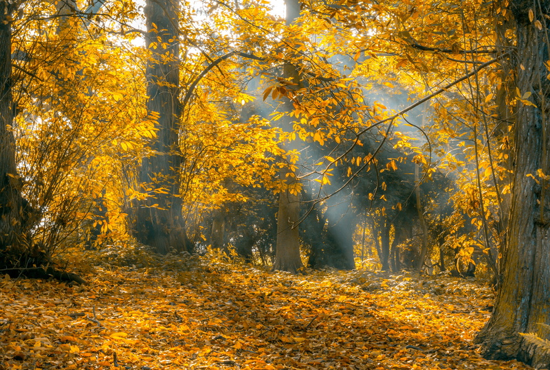 tranquil scene, tree, change, color Image, multi Colored, nature, autumn leaves, orange, foliage, autumn collection, growth, landscape, tree trunk, orange Color