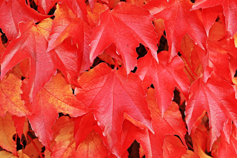 maple, autumn motive, wall, plant part, no people, autumn mood, vibrant color, hedera helix, plant, leaves, growth, red, vine leaves, background image