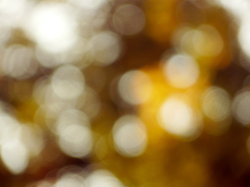 park, color, foliage, selective focus, orange, light, design, shiny, clean, full frame, blurred, abstract, geometric shape, shape, sunny, glowing, natural