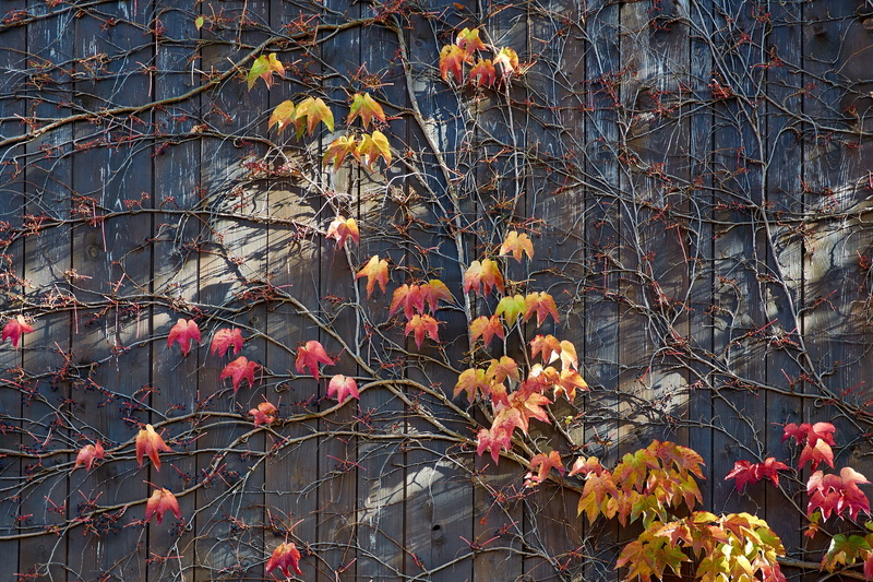 beauty in nature, wooden boards, wooden wall, fall leaves, october, low angle view, sky, vines, 2K, background, planks, scale, nature, plant part, plant