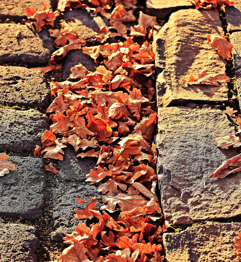 abundance, fall foliage, fallen, beauty in nature, leaf, full frame, fall leaves, brown, textured, fall, natural condition, fall color, 4K, golden autumn