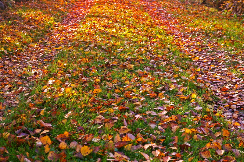 calming, leaves in the autumn, plant, rest, leaf, 2K, colorful, autumn collection, photo, no people, autumn gold, tranquility, october, time of year, color