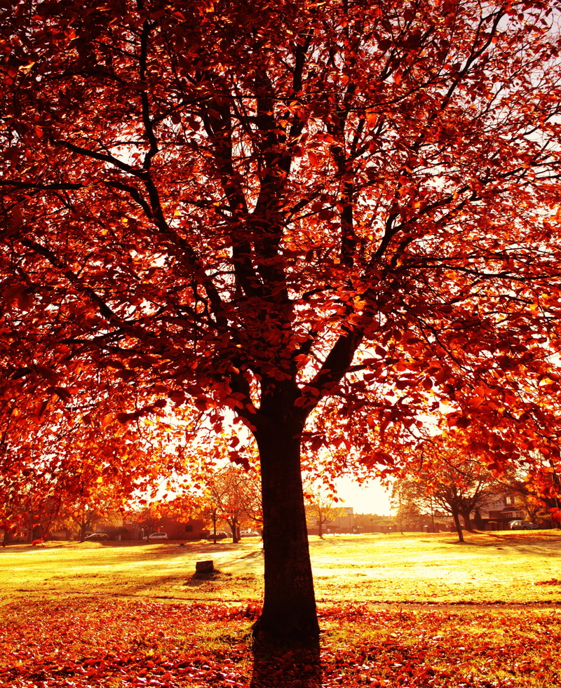 golden, autumn leaves, park - man made space, orange, fall leaves, growth, land, scenics - nature, bright, brown, leaves, natural, environment, maple, autumn