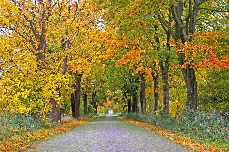 tranquility, background, branches, autumn collection, nature, land, treelined, landscape, deciduous tree, tunnel, fall color, away, growth, bright, fall leaves