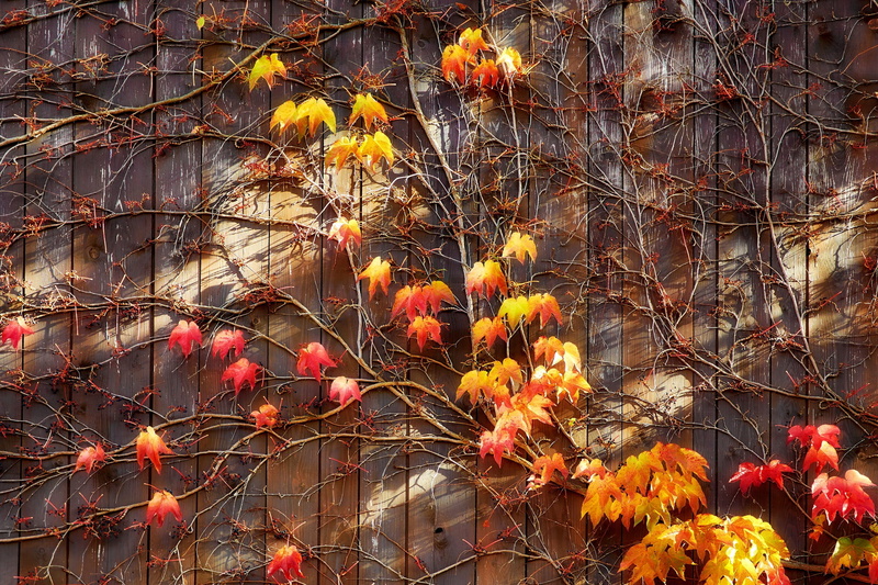 vulnerability, flowering plant, red gold, flora, wall boards, fall color, color, bright, branch, yellow, plant, 1080P, transient, background, colored