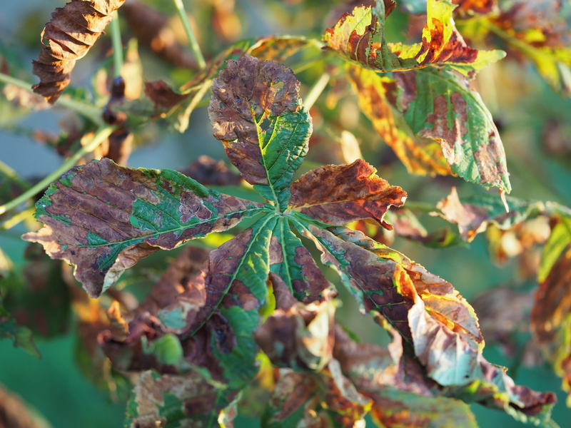 romance, nature, colorful leaves, leaf, fall foliage, autumn, close-up, wilted plant, fragility, plant part, growth, green color, fall color, plant, autumn colours