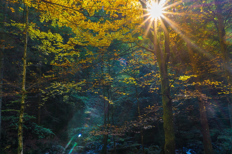 forest floor, beauty in nature, non-urban scene, late summer, forest, evening sky, growth, color, tree, yellow, streaming, away, fog, moss, no people, sunset