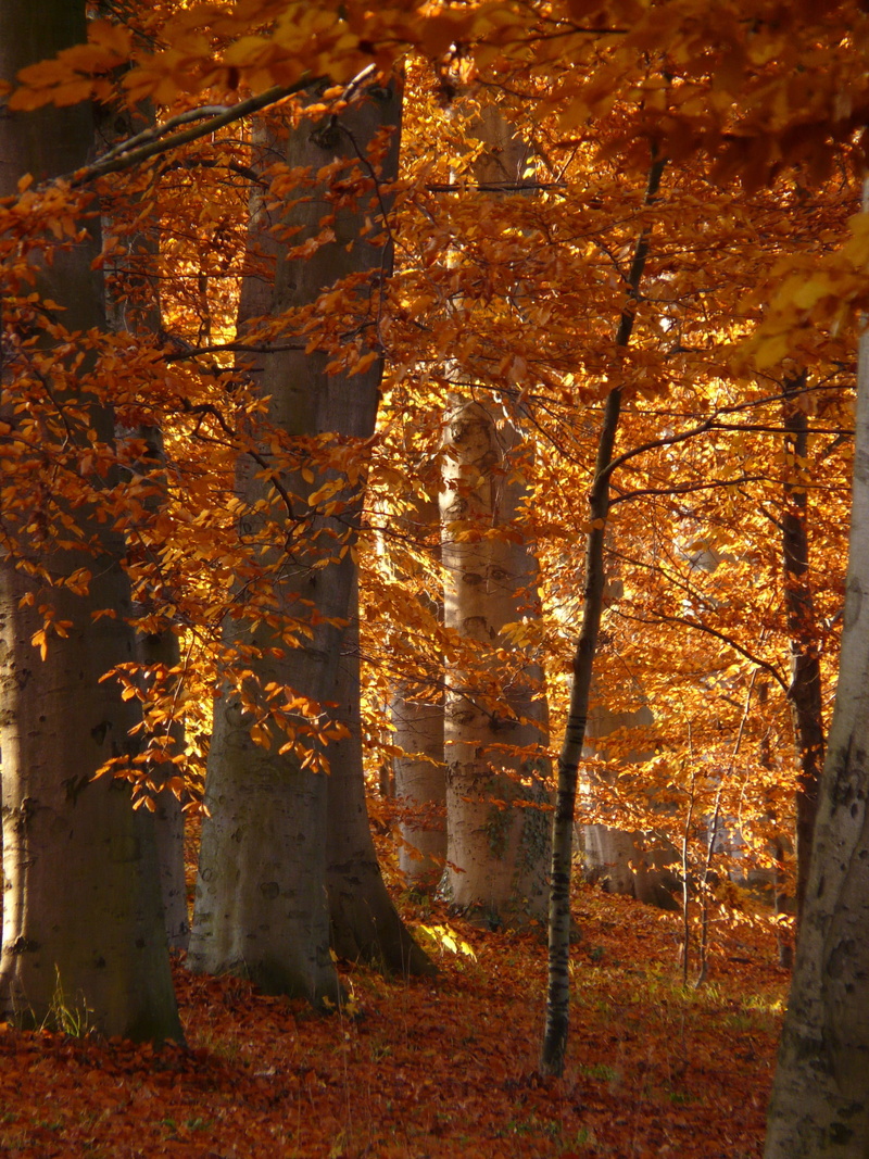 red, color Image, leaf, photography, day, autumn forest, landscape, non-urban scene, gold Colored, green, sun, fall, trees, park - Man Made Space, color