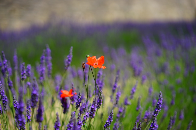 scented plant, lavandula vera, photography, lavandula officinalis, aromatic, grass, flowering plant, no people, petaled, outdoors, samuel, bed, flower meadow