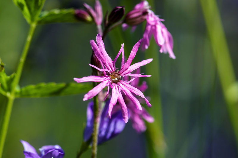 vulnerability, selective, pollen, spring, plant, selective focus, flower head, focus on foreground, wild flower, no people, pointed flower, 4K, campion