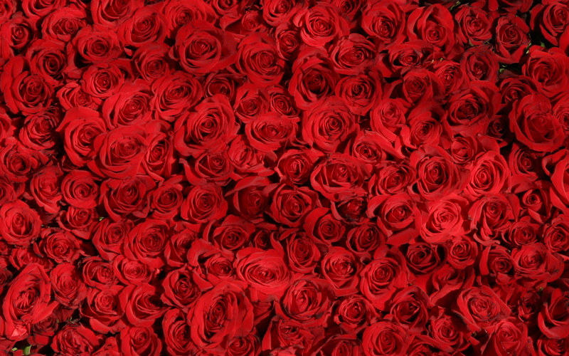 red, floral pattern, rose, plant, love, design, indoors, rose - flower, no people, full frame, event, backgrounds, 4K, high angle view, large group of objects