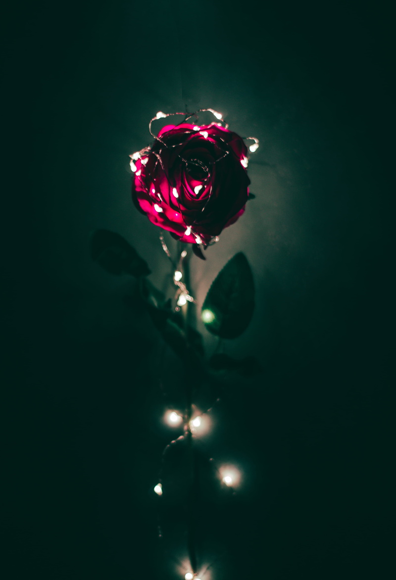 close-up, light, flower head, petal, lights, hover, fairylights, lighting, fragility, indoors, flowers, flower, 4K, rose - flower, freshness, beauty in nature