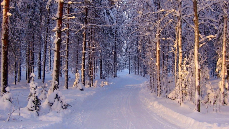 nature, forest, path, winter, 1080P, cold, snowy, snow