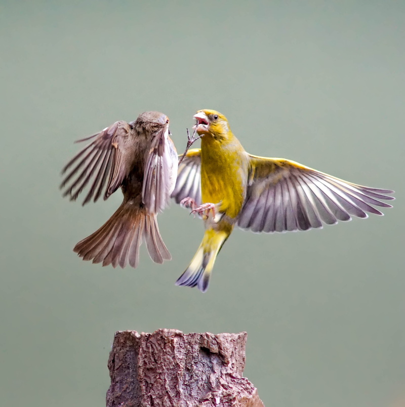 bird, animal, feather, flying, yellow Canaries, canaries, action, two, greenfinch, 4K, birds, flight, nature, First strike, fighting, wildlife, brown