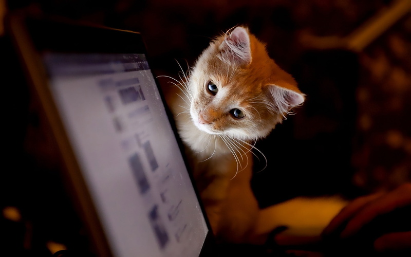 curiosity, cat, 1080P, computer