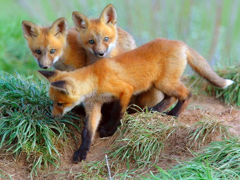 animals And Pets, standing, group of animals, pets, three, portrait, two animals, wild Dog, day, no people, brown, outdoors, animal family, wildlife, curiosity