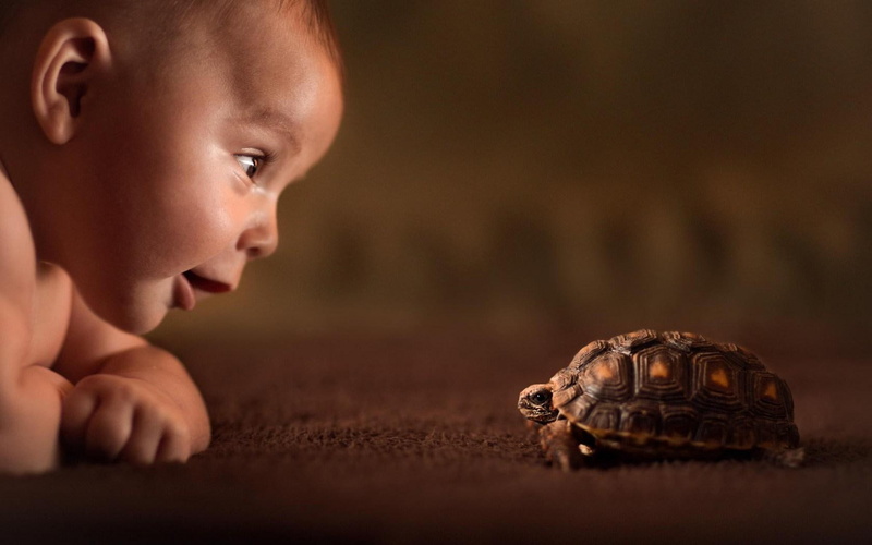 720P, baby, curiosity, turtle