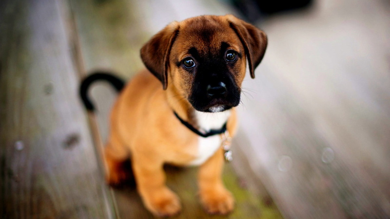 one animal, mammal, focus on foreground, young animal, animal head, selective focus, wooden surface, brown, standing, domestic animals, 1080P, sitting