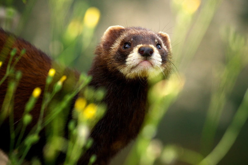 animal wildlife, portrait, looking, 1080P, outdoors, close-up, selective focus, depth of field, animal body part, curiosity, focus on foreground, animal