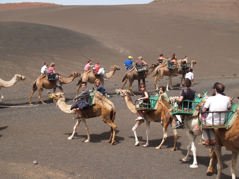nature, 2K, sand, lanzarote, real people, crowd, day, arid climate, pets, mammal, adult, men, land, working animal, domestic animals, group of people