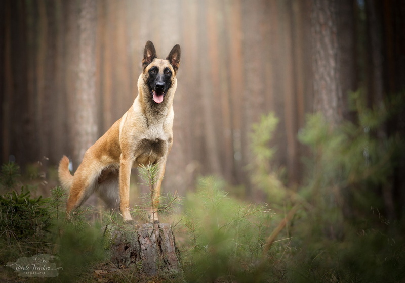 Dogs, 1080P, Belgian Malinois