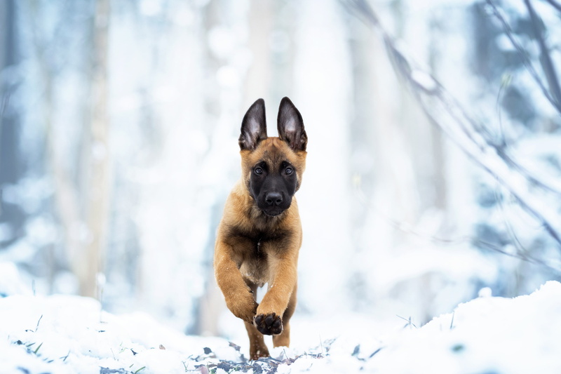 winter, walk, snow, 4K, Belgian Malinois, dog, puppy