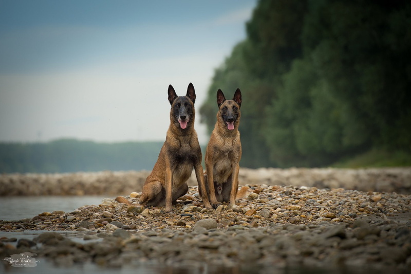 1080P, Dogs, Belgian Malinois