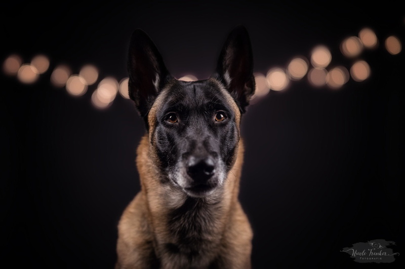 Pet, Bokeh, Dogs, 1080P, Belgian Malinois