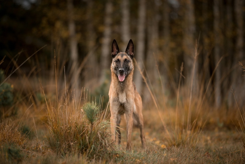 Dog, Belgian Malinois, 1080P, Pet, Dogs