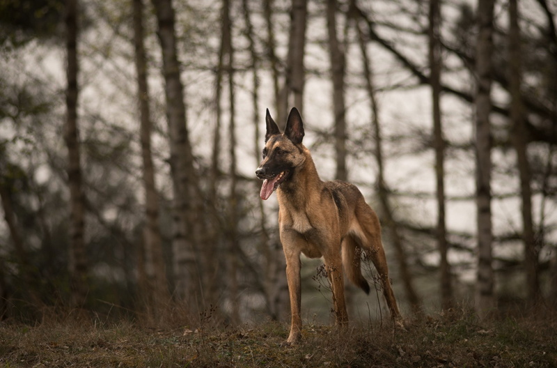 1080P, Dog, Pet, Belgian Malinois, Dogs