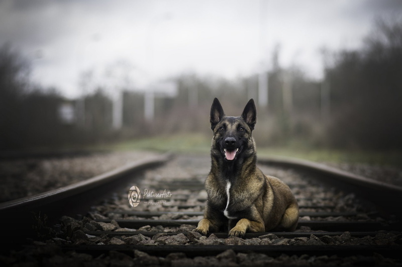Dog, Dogs, Pet, Belgian Malinois, 1080P