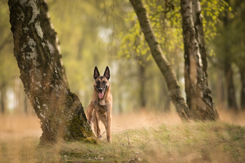 Belgian Malinois, Dog, Pet, Dogs, 1080P