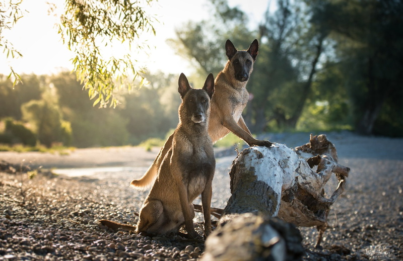 1080P, Dogs, Dog, Pet, Belgian Malinois