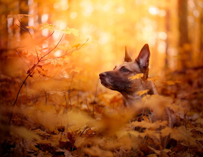 outdoors, plant part, land, nature, Forest, canine, small, 1080P, german shepherd, animal, sunset, autumn, Muzzle, mammal, Dog, one animal, domestic, selective focus