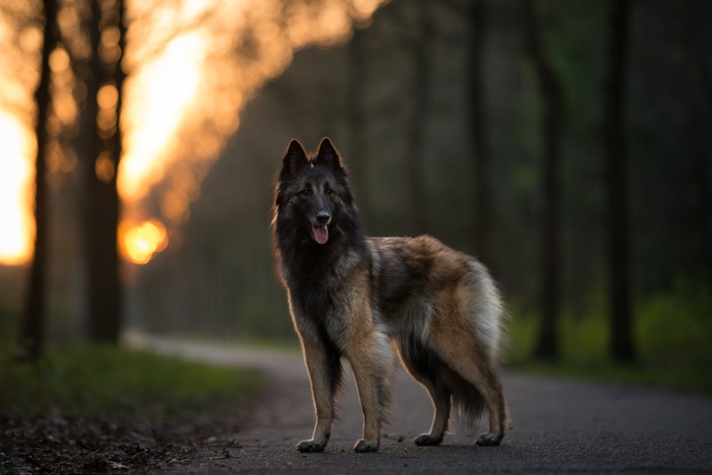 Belgian Malinois, 1080P, Dogs
