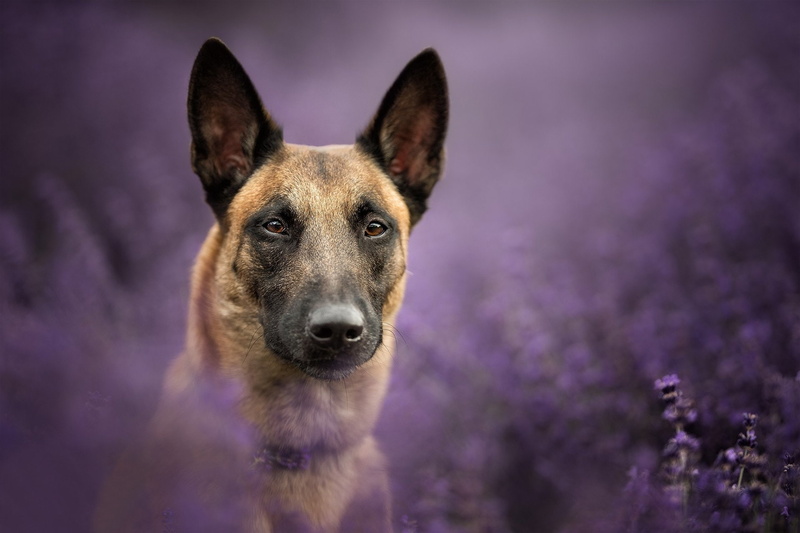 Dog, Belgian Malinois, Dogs, 1080P, Pet