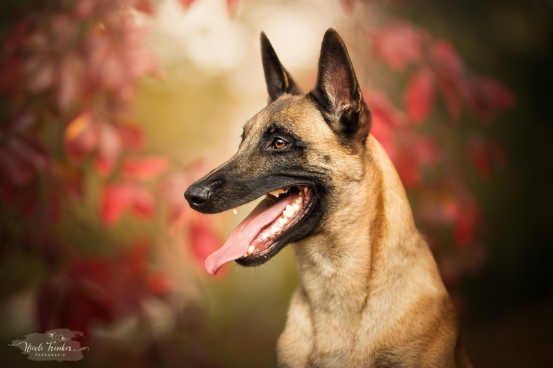 Pet, 1080P, Belgian Malinois, Dog, Dogs