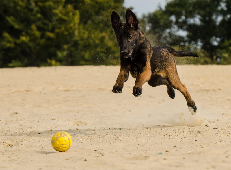 belgian shepherd dog, malinois, dog, running dog, Belgian Malinois, running, domestic, 2K, belgian, land, day, motion, fetching, pets, animal, sand, mammal