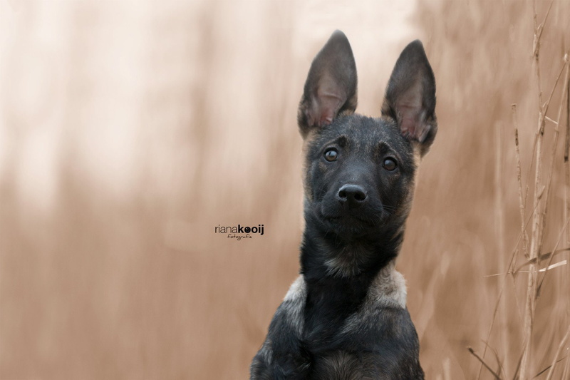 1080P, Pet, Puppy, Dogs, Belgian Malinois